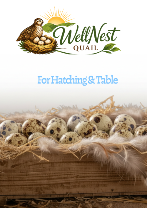 Fertile Quail Eggs for hatching or table